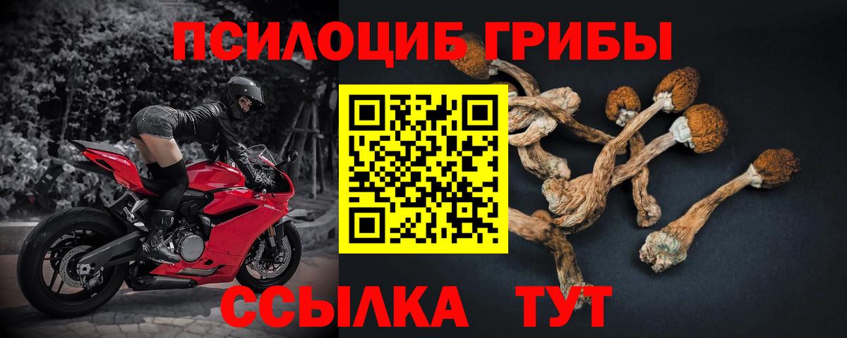 Галлюциногенные грибы Psilocybe Тихорецк